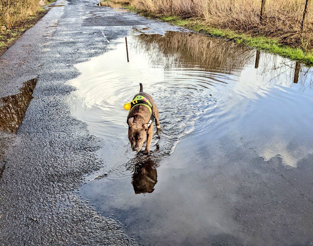 Pepper is absolutely owning these puddles now on #NationalWalkingTheDogDay @DogsTrust