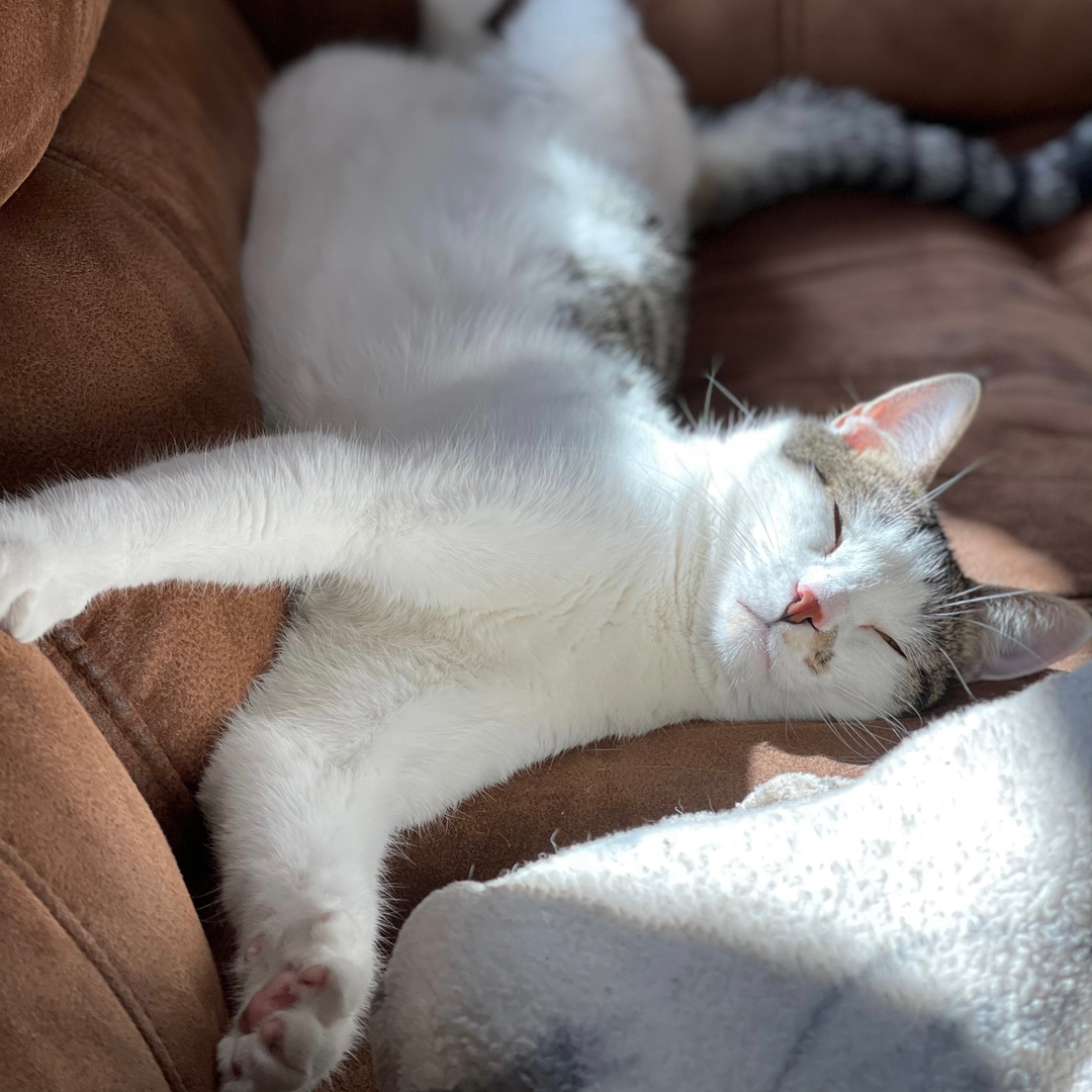 DrEm_HavenVet's tweet photo. Rise &amp; Shine! ☕️ 🌞 🪴

♥️, Gandy The #SHVC Clinic Cat 🐈 https://t.co/yyy3Rkargr