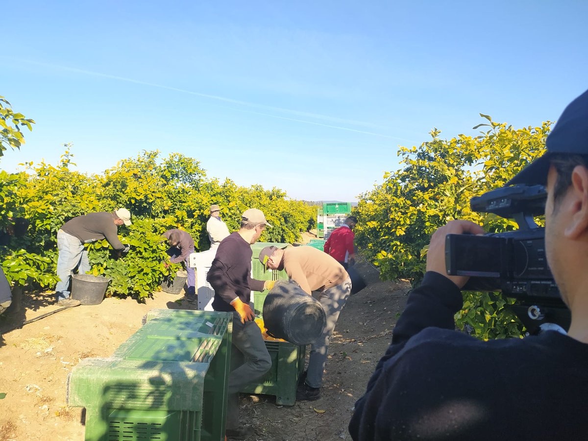 CuadernoAgrario's tweet photo. 📹Grabamos la recolección del #pomelo en el Valle del #Guadalquivir con #Sunaran @unicagroup🍊#citricos

📺No te lo pierdas el próximo sábado 26 de febrero a las 14 horas en @7TVAndalucia y @Huelvatv https://t.co/aWVCsxCe3t