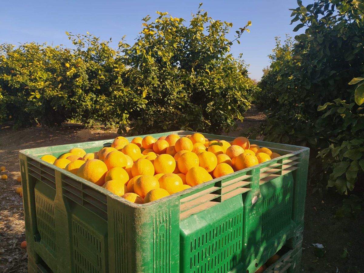 CuadernoAgrario's tweet photo. 📹Grabamos la recolección del #pomelo en el Valle del #Guadalquivir con #Sunaran @unicagroup🍊#citricos

📺No te lo pierdas el próximo sábado 26 de febrero a las 14 horas en @7TVAndalucia y @Huelvatv https://t.co/aWVCsxCe3t