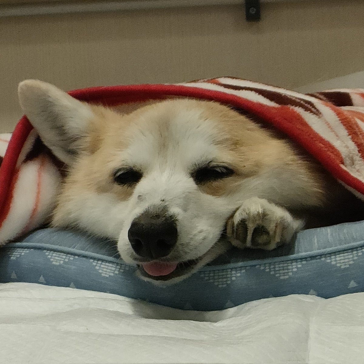 コーギー lang:ja since:2022-02-22_00:00:00_JST until:2022-02-23_00