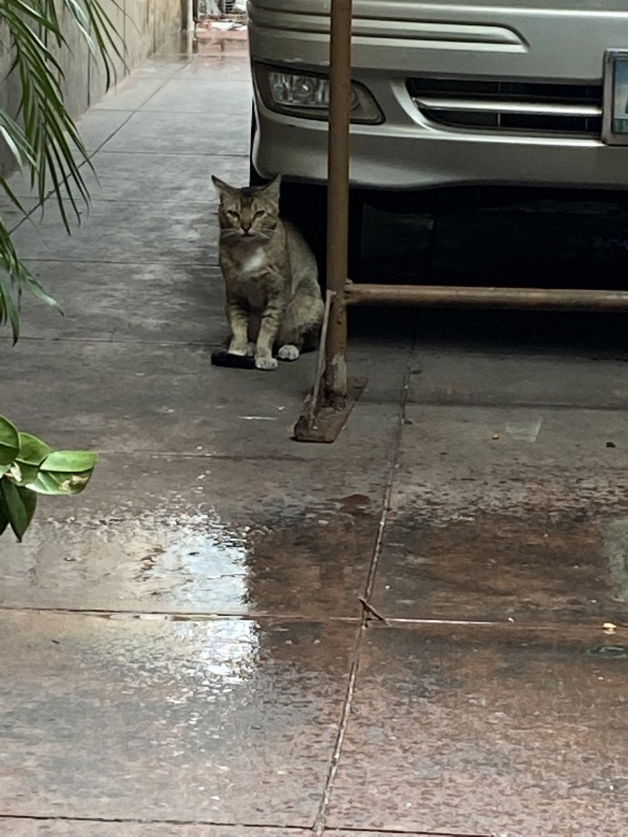 tesscrz's tweet photo. A cute visitor paid me a visit this morning 😍 https://t.co/3fH6JYr3rX