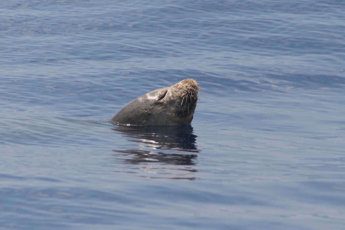 FindingAMcIvor's tweet photo. My abstract was ACCEPTED for an oral presentation!

Thanks @EuroCetSoc for giving me the chance to talk about my work with Madeira's Mediterranean monk seal (#Monachus) population at #ECSconference2022! 🦭

Next stop: Ashdod, Israel 🇮🇱📌 https://t.co/oBKlNca1WE