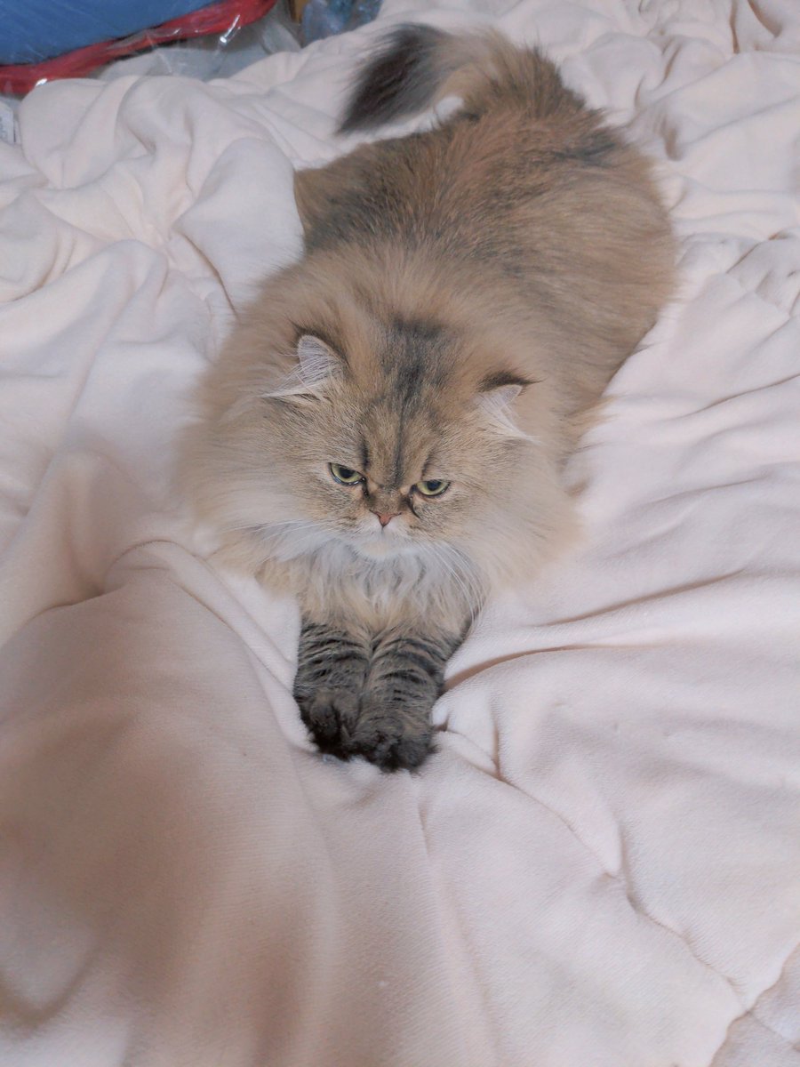 amem0m0's tweet photo. 猫の日 https://t.co/kqdzh3e47c
