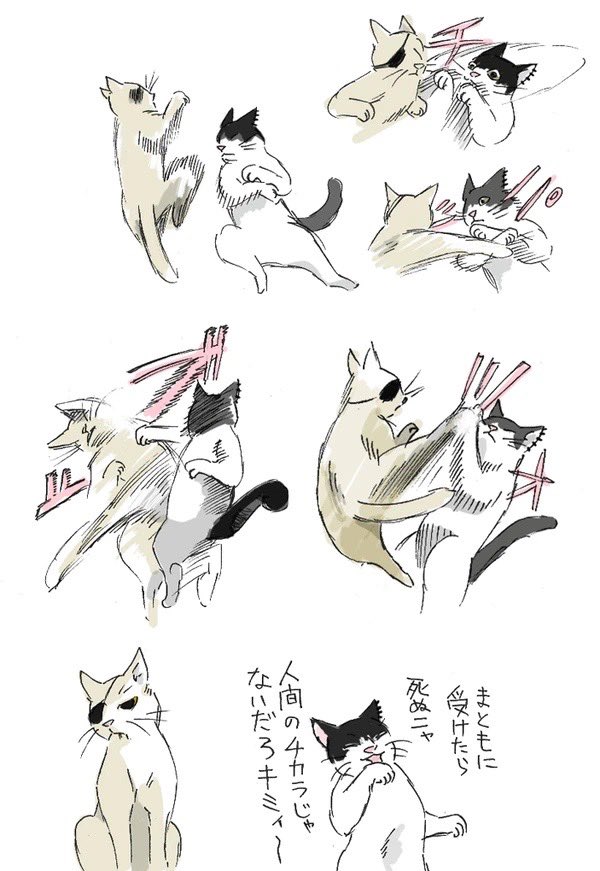 猫の日
チェンソーマン終盤はストーリーとはまた別に部屋に置いてけぼりのニャーコの心配をしていた 