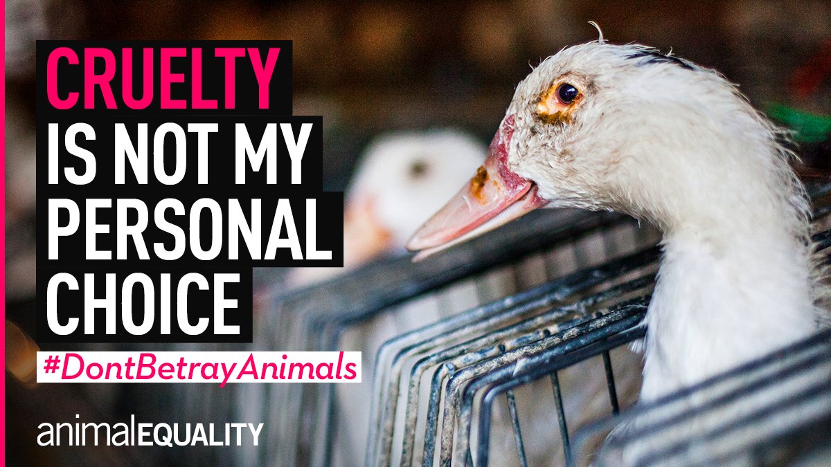 I do not choose cruelty, and I’m not alone. @DefraGovUK I expect to see the Animals Abroad Bill, including a ban on horrifically cruel foie gras made by force-feeding, put in place ASAP. RT if you agree. @animal_equality #DontBetrayAnimals #banfoiegras