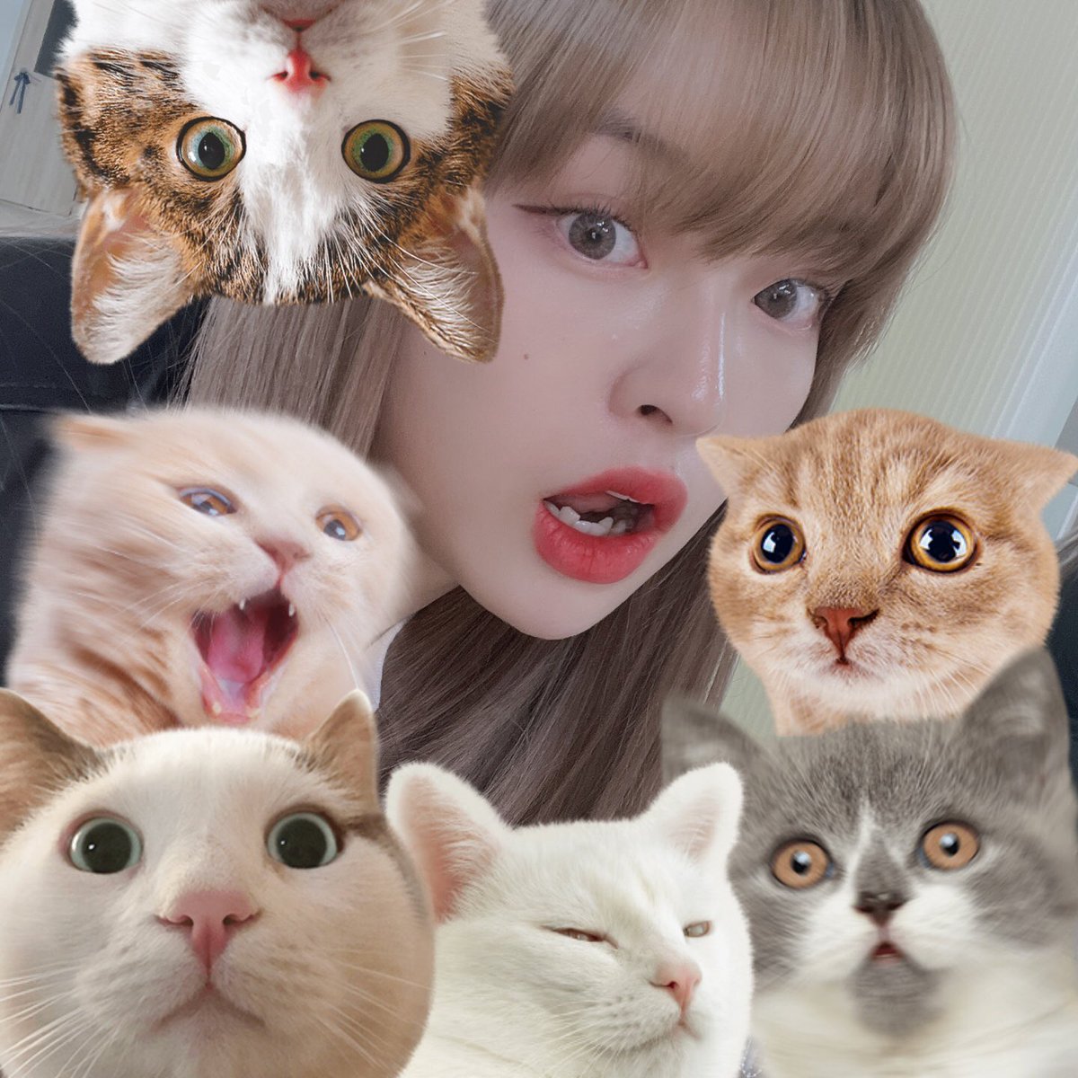 LUNARSOLAR_'s tweet photo. [#유우리]

ネコの日😽🙀😾
좋은 🌸요일 보내셨나요??

#루나솔라 #LUNARSOLAR #YUURI #徳永さん #裕梨 https://t.co/Ezt6jknD4A