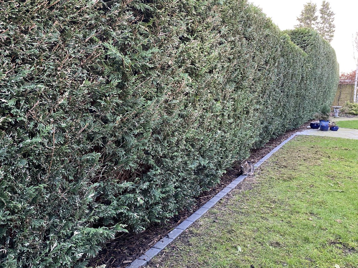 MillieMall's tweet photo. There’s a lot of hedge to watch for one kitty, but I’m doing my very best….outdoors &amp; in! #Hedgewatch 😺 👀 #TabbyTuesday https://t.co/v0miiBxmk2