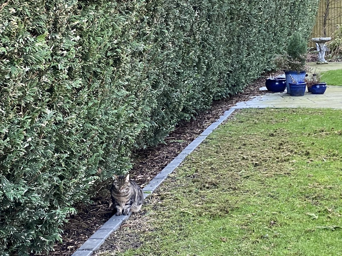 MillieMall's tweet photo. There’s a lot of hedge to watch for one kitty, but I’m doing my very best….outdoors &amp; in! #Hedgewatch 😺 👀 #TabbyTuesday https://t.co/v0miiBxmk2