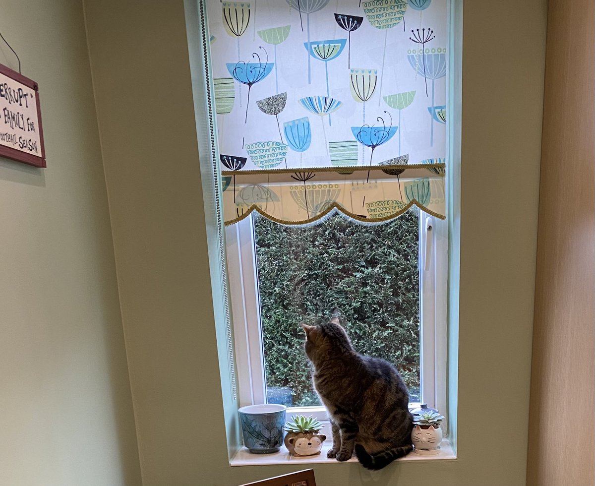MillieMall's tweet photo. There’s a lot of hedge to watch for one kitty, but I’m doing my very best….outdoors &amp; in! #Hedgewatch 😺 👀 #TabbyTuesday https://t.co/v0miiBxmk2