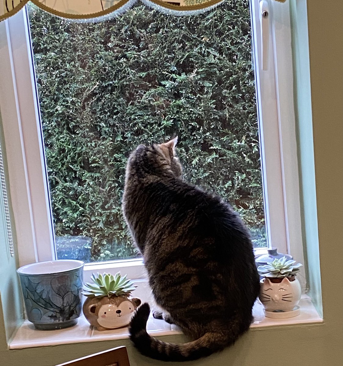 MillieMall's tweet photo. There’s a lot of hedge to watch for one kitty, but I’m doing my very best….outdoors &amp; in! #Hedgewatch 😺 👀 #TabbyTuesday https://t.co/v0miiBxmk2