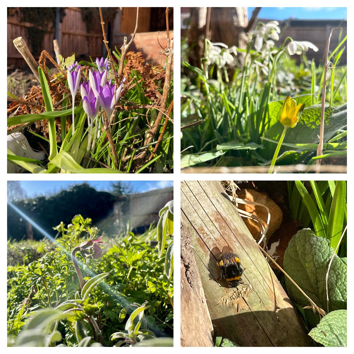 chemists_the's tweet photo. Spring is finally appearing in the Patch #spring #crocus #snowdrops #anemones #bees https://t.co/QLzO8ua0sk