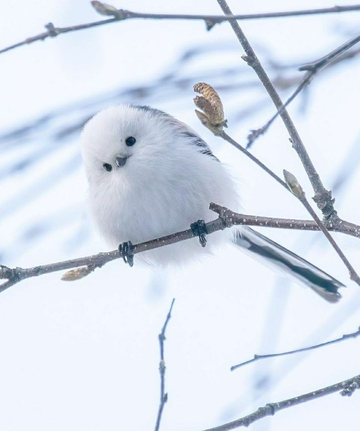 ❄️🤍 'Que todo bem te queira também'!!🤍❄️ #Cristovive #Bomdia