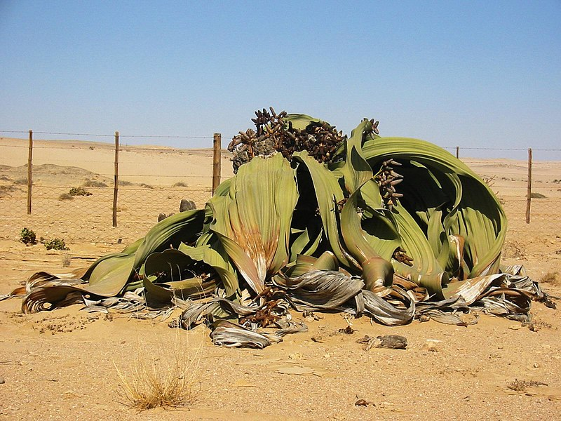 GatsbyPlantScEd's tweet photo. It's 22/2/22 &amp; it's Tuesday so it's #Twosday!
Let's celebrate the bizarre Welwitschia plant; a 'living fossil' that grows in the Namib Desert &amp; only has TWO leaves!
🏜️🌱
Known in Afrikaans as the weeblaarkanniedood (“two-leaf-cannot-die”), it can be up to 2000 years old!
🧵
(1/?) https://t.co/eVNqPi51jQ