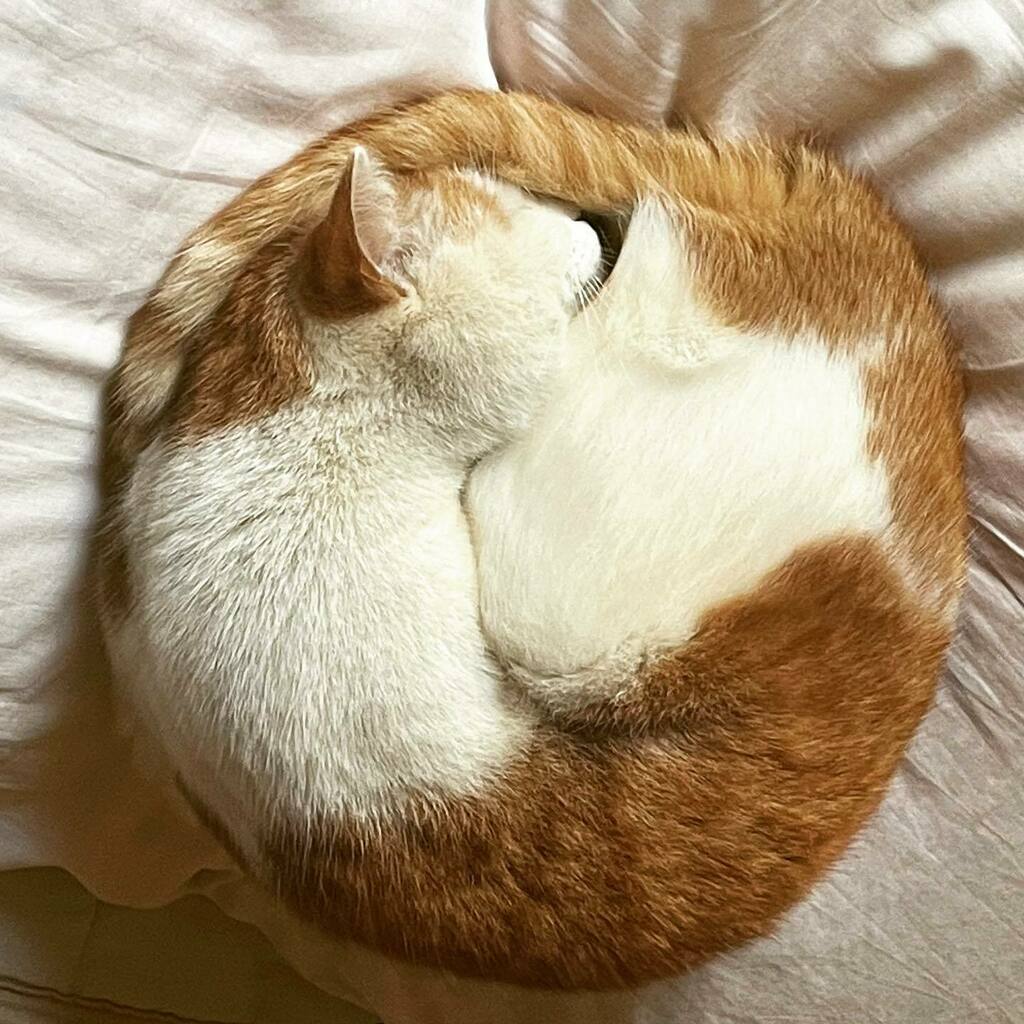 katosatoshi's tweet photo. 縁起のいい日だそうなので貼っておきます
#スーパー猫の日 #猫の日 #ねこ #ねこすたぐらむ #cat #catstagram #catcircus https://t.co/MbotAJf5yd https://t.co/mSj9Ze3DLv