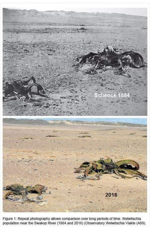GatsbyPlantScEd's tweet photo. It's 22/2/22 &amp; it's Tuesday so it's #Twosday!
Let's celebrate the bizarre Welwitschia plant; a 'living fossil' that grows in the Namib Desert &amp; only has TWO leaves!
🏜️🌱
Known in Afrikaans as the weeblaarkanniedood (“two-leaf-cannot-die”), it can be up to 2000 years old!
🧵
(1/?) https://t.co/eVNqPi51jQ