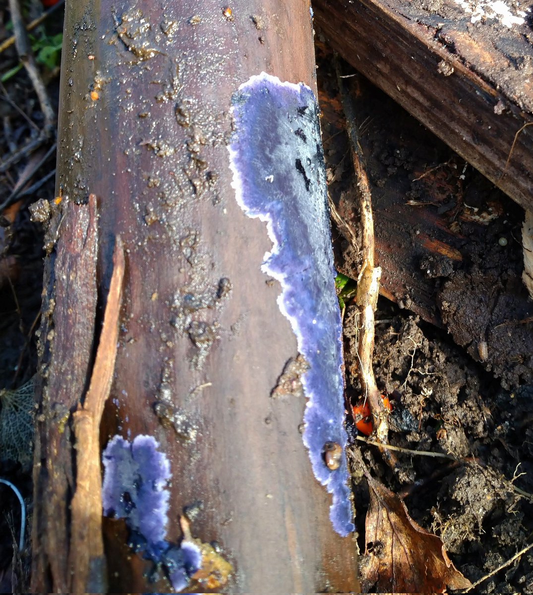 Amazing purple colour #fungus on what might be an Escallonia branch in our mulch. Anyone know what kind it is? Pa fath o #ffwng yw hwn tybed? #gardening #garddio