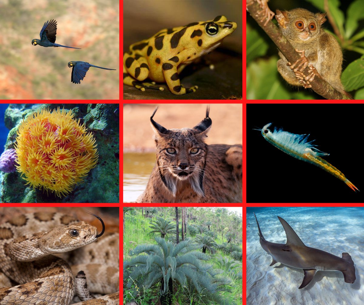 There are over 22,000 endangered &amp; critically endangered species on the IUCN Red List. Continued species loss is a threat to people and planet. For #WWD2022, let us all support conservation of vulnerable plants and animals. Learn more: wildlifeday.org  #RecoverKeySpecies