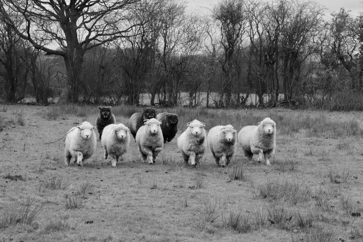 EGPhotography7's tweet photo. Caption this! 
(I need cheering up!) 
#sheep #WALES #Canon @ThePhotoHour #blackandwhitephotography https://t.co/HxH6HGbmH7