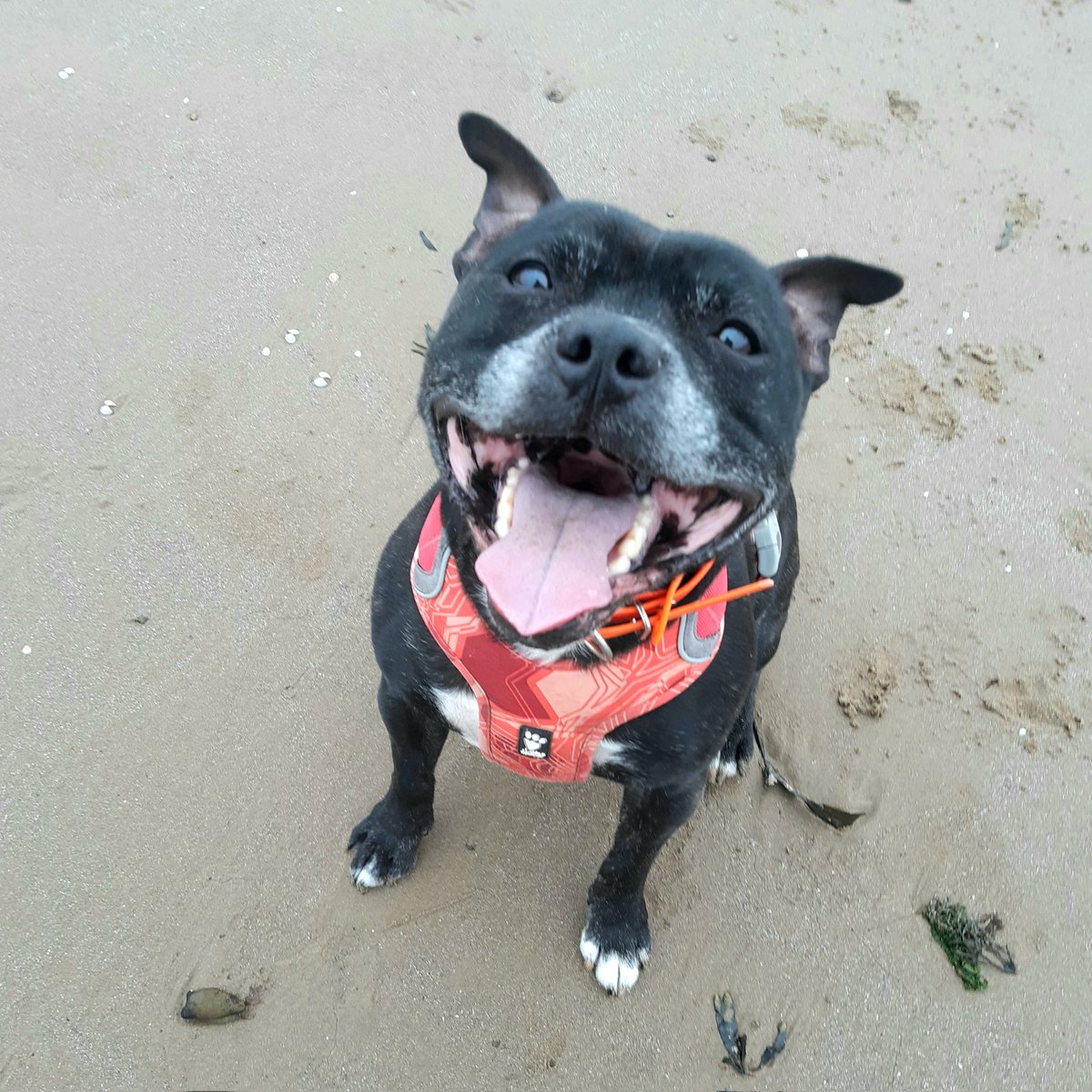 WagsTiny's tweet photo. Is #TongueOutTuesday time! Wigglylickers out allfriends. https://t.co/H0iIpll9KJ