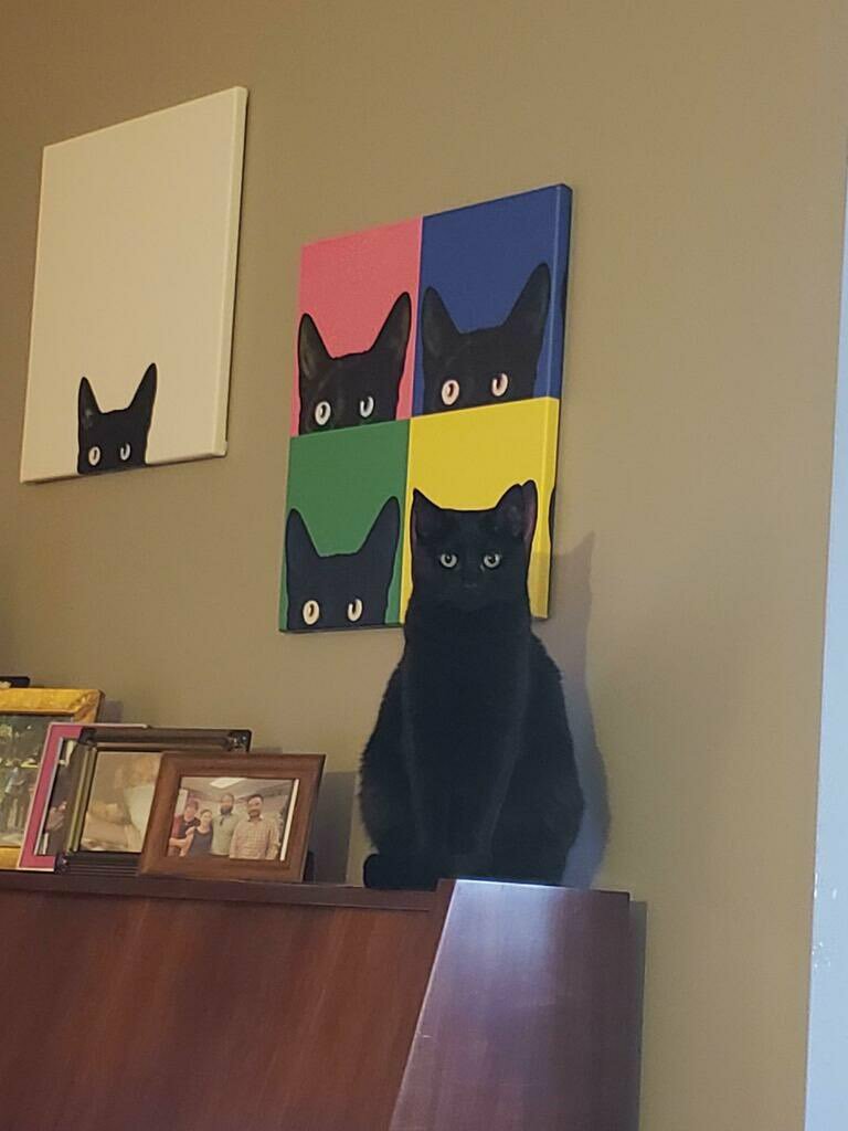 Unusual Cats (@unusual_cats) on Twitter photo 