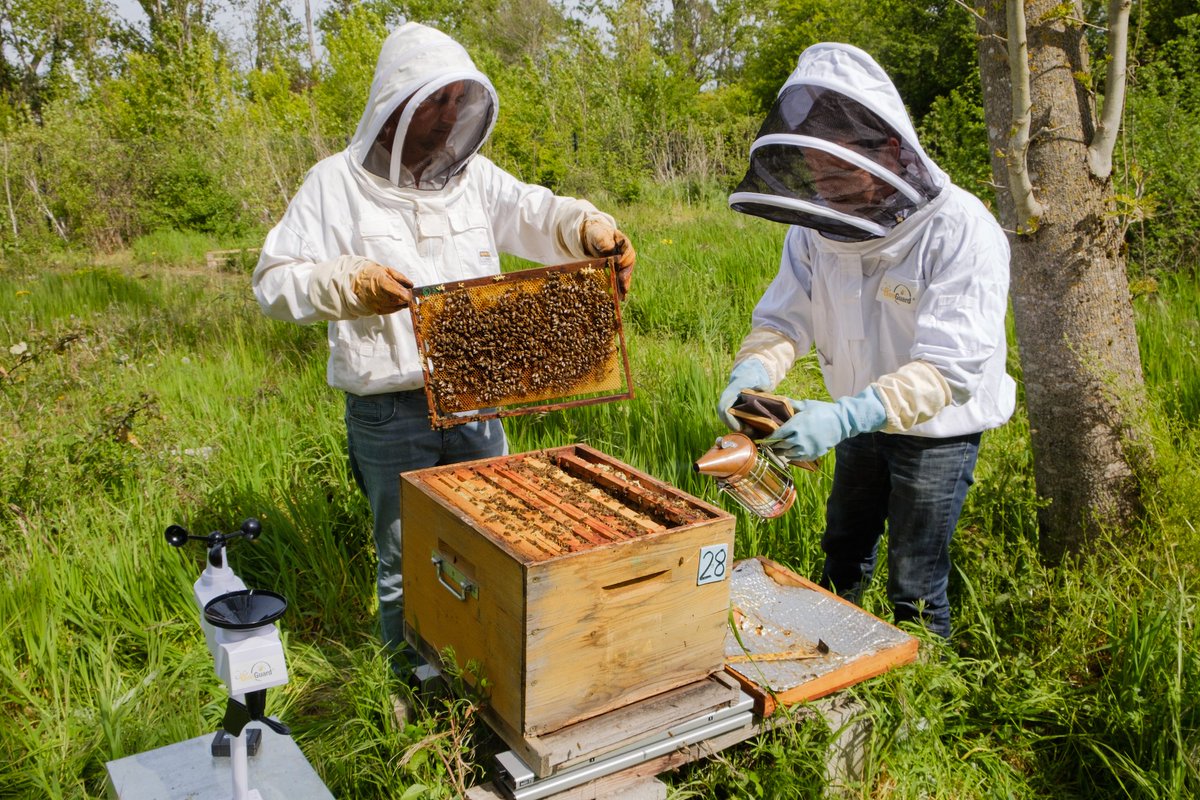 SalonMarjolaine's tweet photo. Alors que plusieurs espèces d’abeilles sauvages sont menacées de disparation, la start-up #BeeGuard a mis au point des technologies d’aide aux #apiculteurs et à la recherche pour la #protection des #abeilles. Zoom sur ce projet. 🐝
#apiculture #savethebees https://t.co/J6brfzIhBs https://t.co/MSQ41ri6af