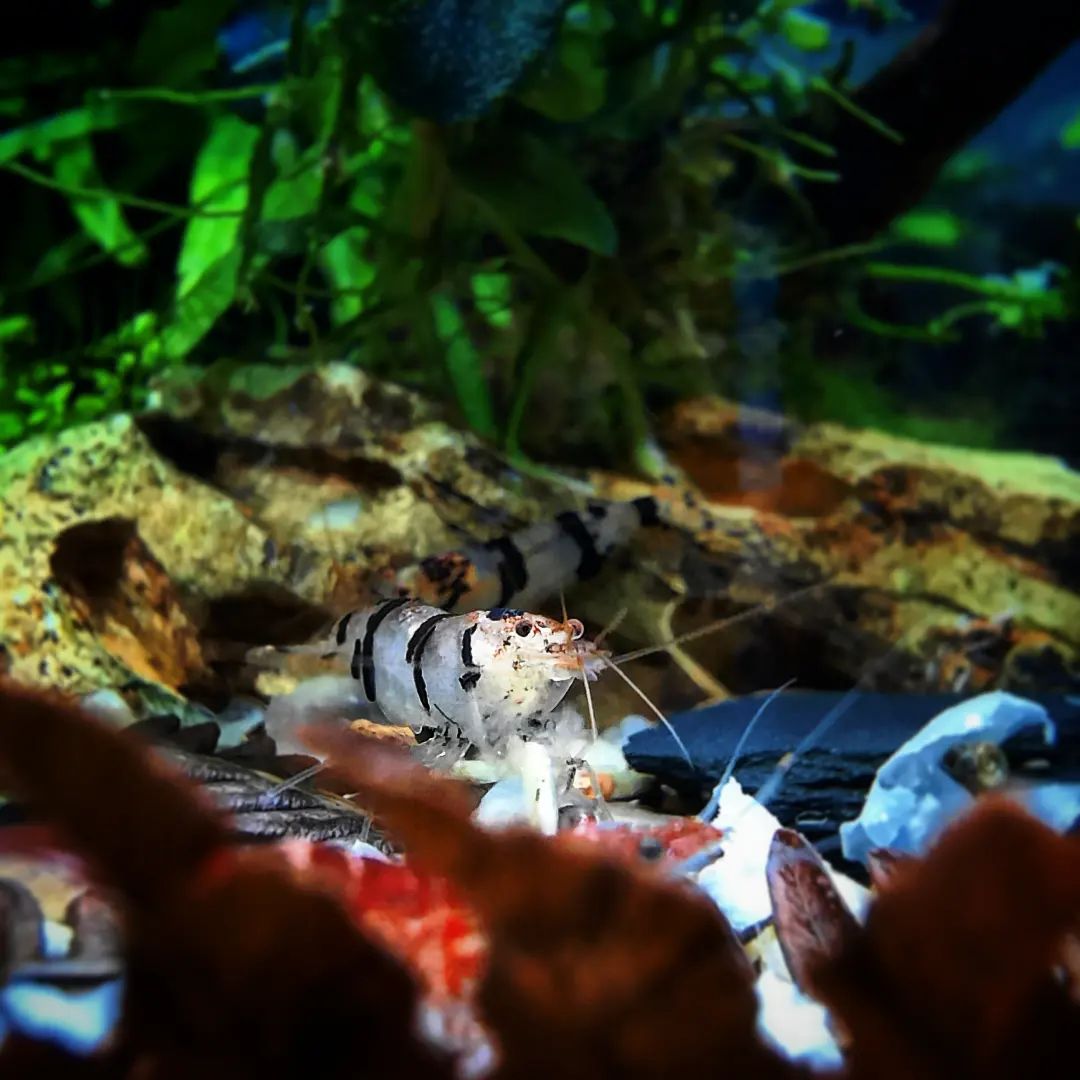 PFKmagazine's tweet photo. This lovely image was taken by @earl_scapes.

Who else enjoys photography their aquarium livestock?
#pfk #practicalfishkeeping #shrimp #photography https://t.co/mGQRS7KrL6