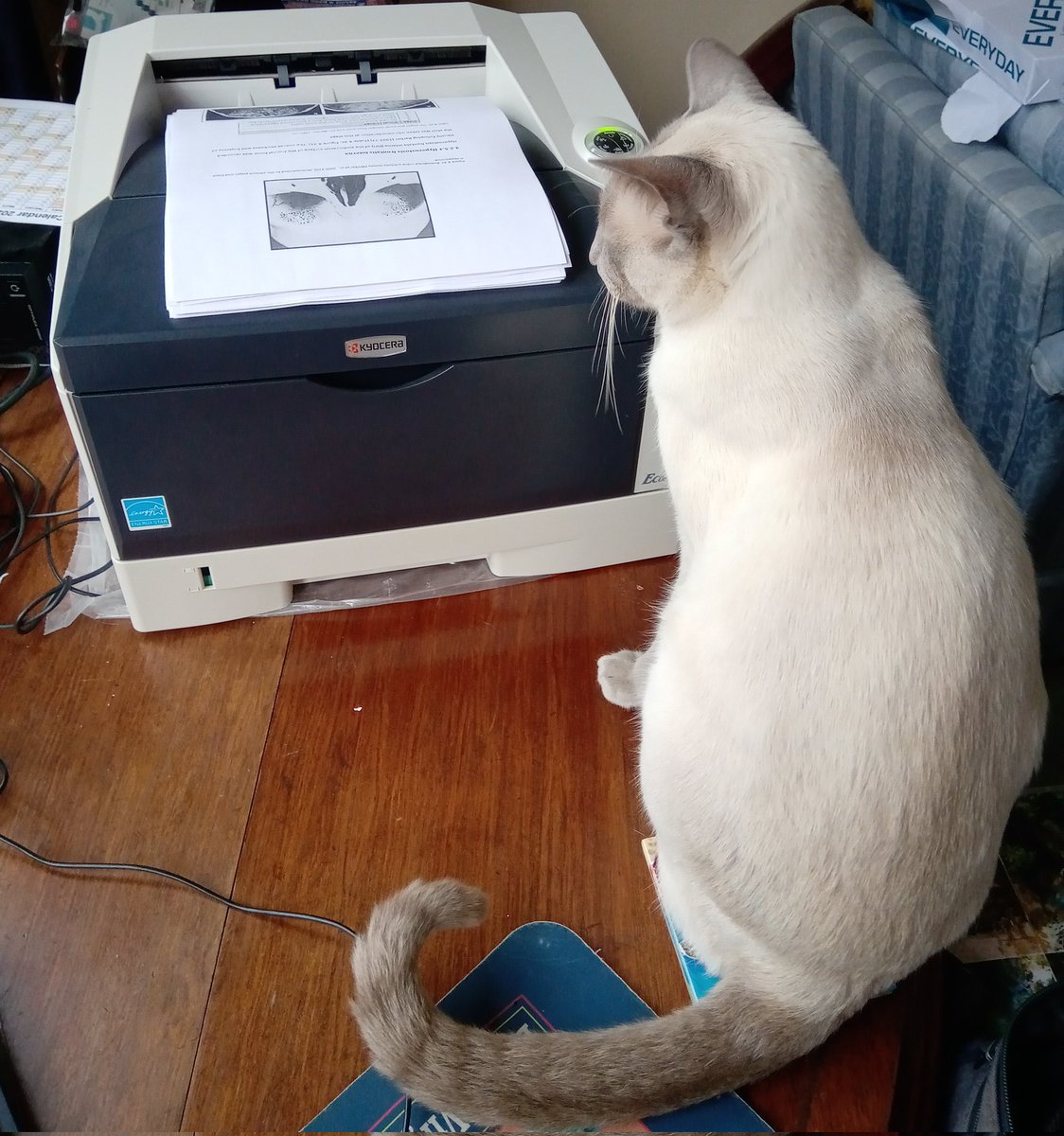 sh_mills's tweet photo. "This thesis is dedicated to Monty, who sat by me while I typed" ..and now he is supervising the printing of it prior to my Viva https://t.co/SiJ1CmjMzg