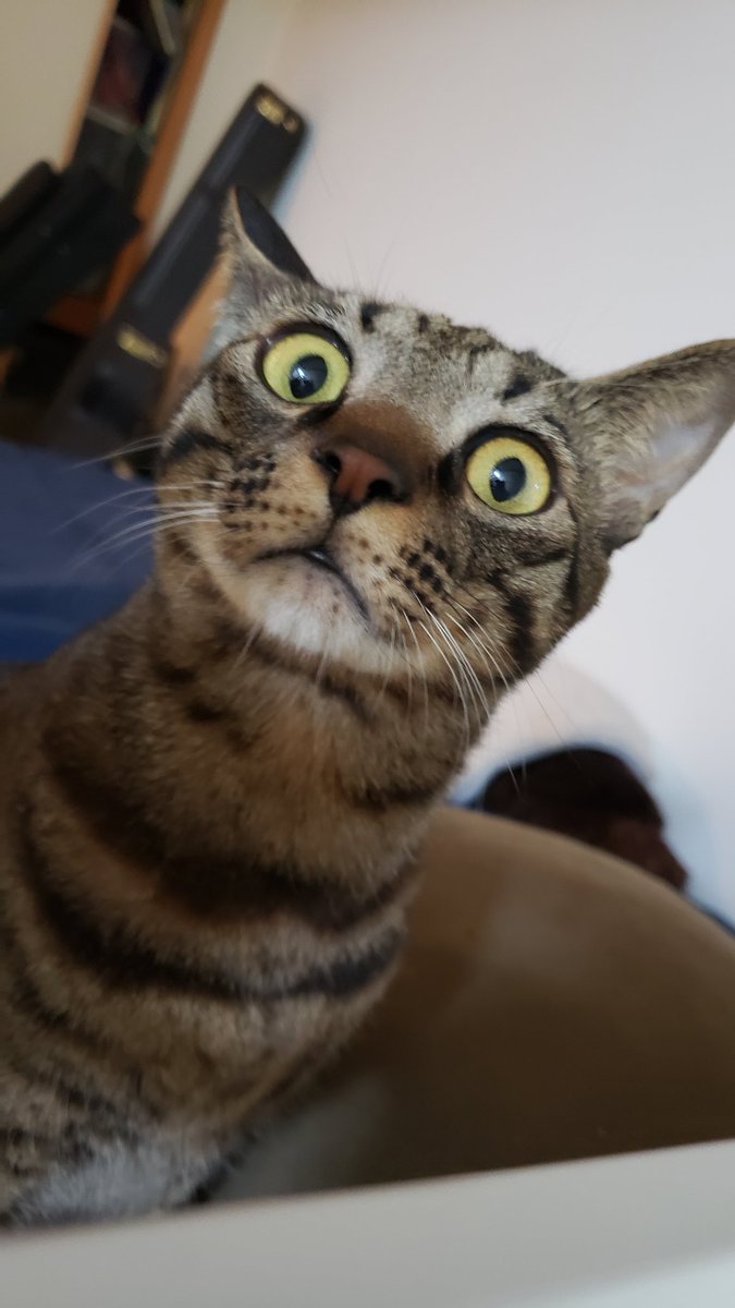 Jupiter_key's tweet photo. 今日はスーパー猫の日だ！
2222年2月22日はどうなるんだろう？🤔

#猫の日 https://t.co/pQTvaFXQqY