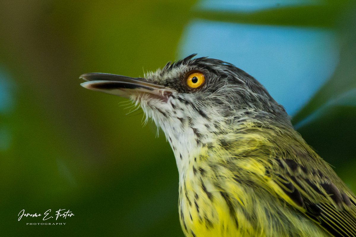 buggyfresh78's tweet photo. Up close and personal with a Spotted #tody #flycatcher on the southern coast of #Trinidad. #Caribbean #birdwatching #BirdsSeenIn2022 #nature #birdsofpreywelcome https://t.co/NcGXYLx6HN