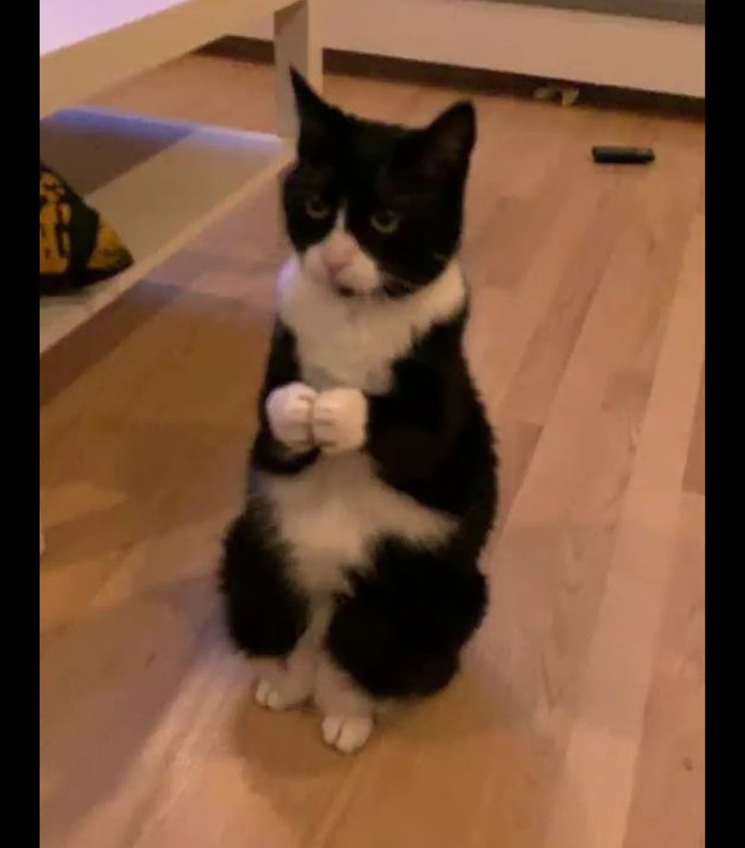 gentleeeeeeecat's tweet photo. https://t.co/aBaUUQoR3m