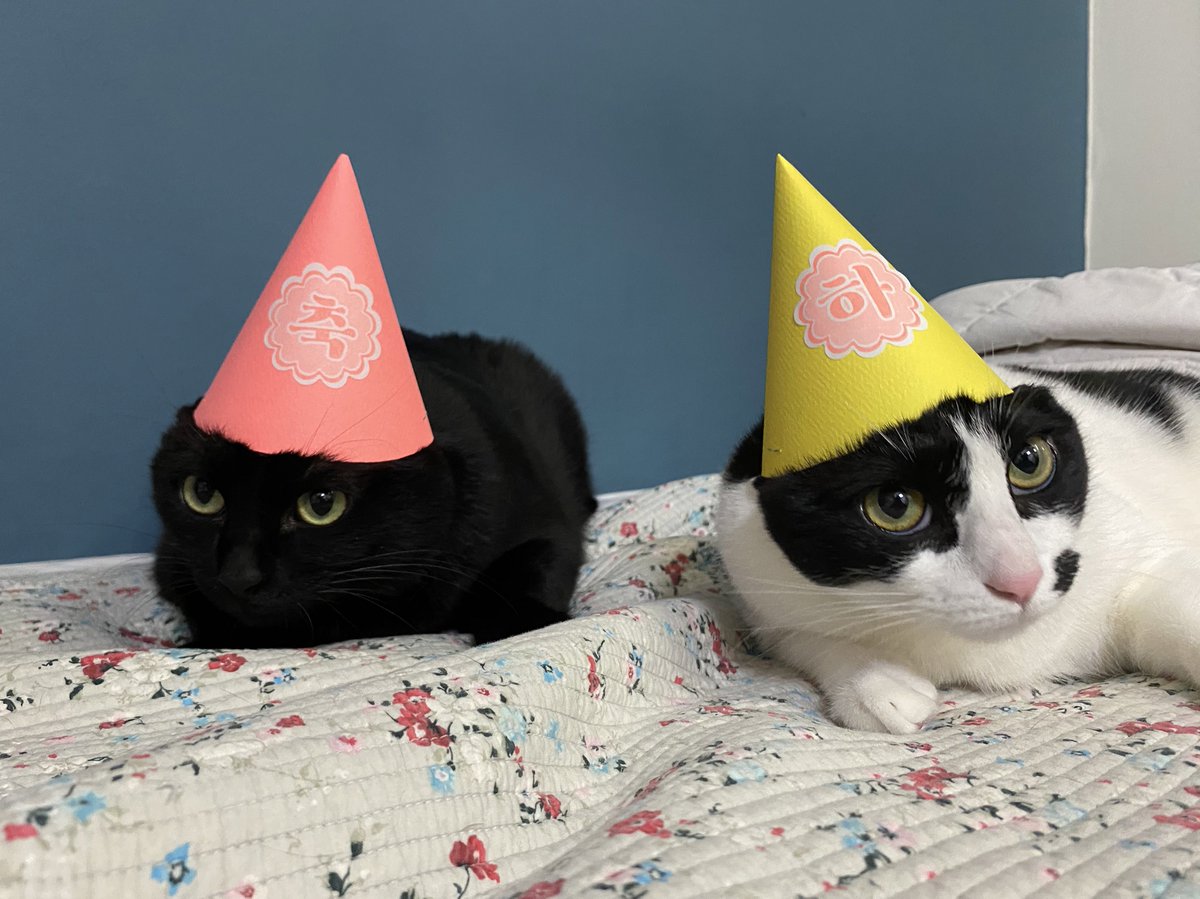 yon9oo's tweet photo. 애옹!

#猫の日  
#고양이의날 https://t.co/rlMVqJK7E3