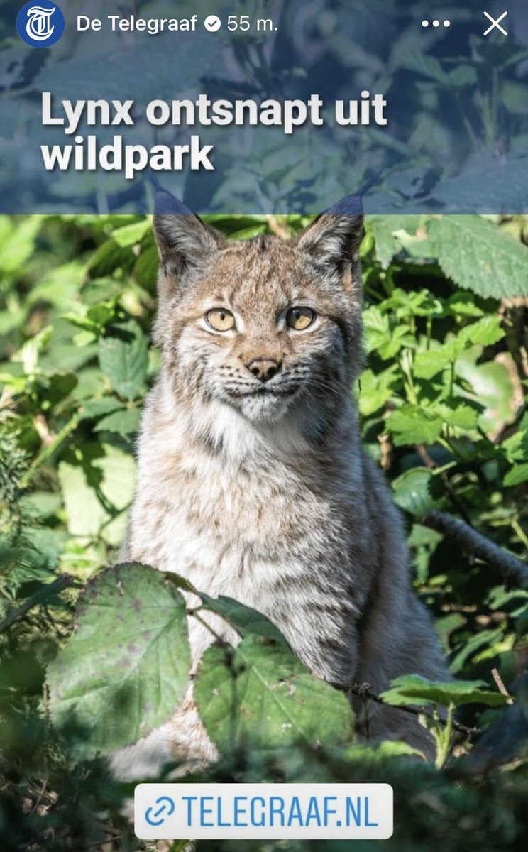 Ik gok dat hij Lynxaf gegaan is………<a href="/Taalvoutjes/">Taalvoutjes</a>