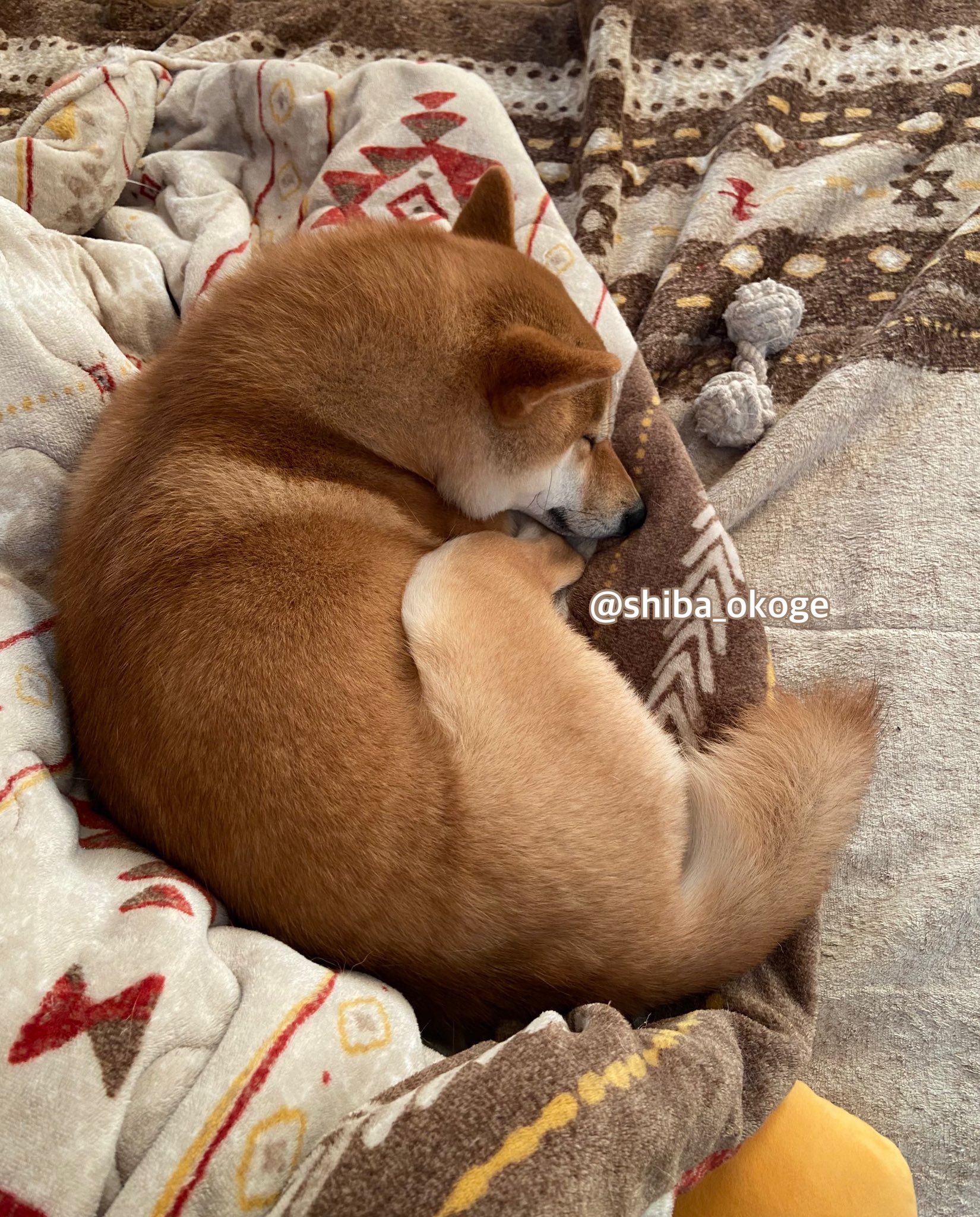柴犬おこげ Shiba Okoge Twitter