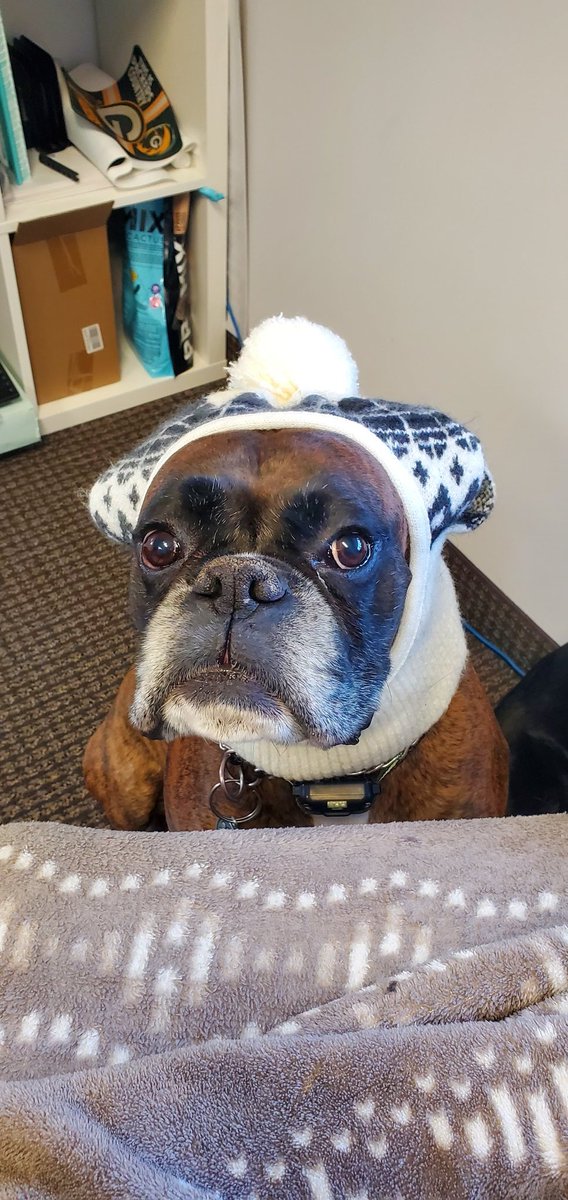 Happy Tuesday from super chilly Calgary. How cold is it today? I think Duke's face says it all 🥶🥶🥶#MARCYYC #Calgary #WhereWeWork #TheMARCGroup