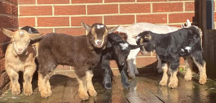 Last Friday was an interesting day as #StormEunice caused minor damage around the farm, but our last pregnant goat, Minstrel had her kid who we have called 'Storm' the six babies love playing together. 🐐

#cityfarms #farmlife #charity