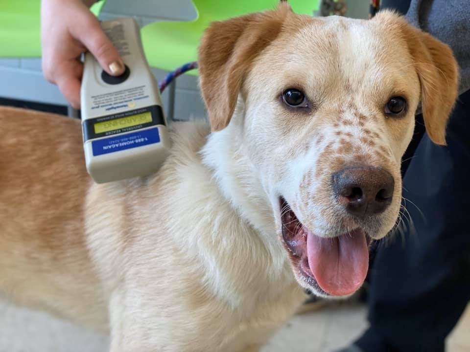 Lexington-Fayette Animal Care & Control tweet media