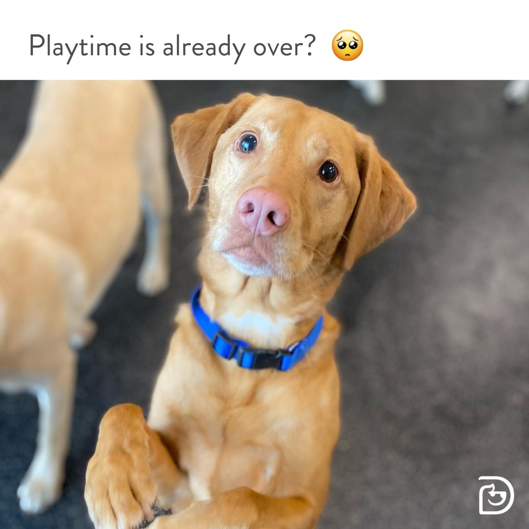 #Dogs are just like children! They both need healthy and active routines that will provide them with structure and confidence. A typical day at Dogtopia includes: 
🥎 Safe, supervised open play with brain games
💤 Lunch and naptime 
🧡 Love and attention from our caring team