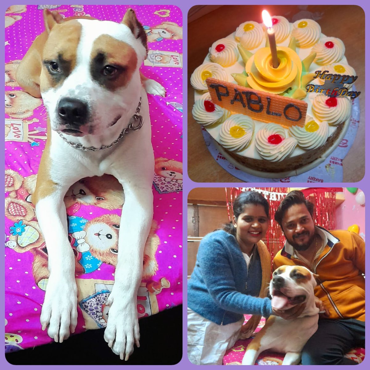 shailendra25dec's tweet photo. My brother-in-law celebrated first birthday of #Pablo falling on this special date 22-2-22🥰
#Pitbull 

@rohini_sgh 
@arusha_rathore 
@yogitabhayana 
@RashmiS27497038 https://t.co/rBsUlpLKNG