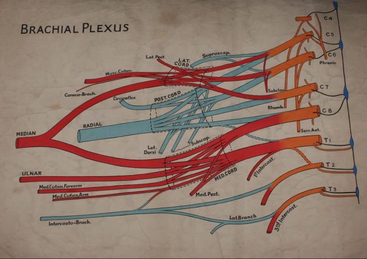 The #BrachialPlexus is a complex web of nerves which control the upper limb. All the information on controlling tone, complex movements, touch, pain and temperature regulation run back and forth through these nerves. All of these functions can be disrupted by injury.