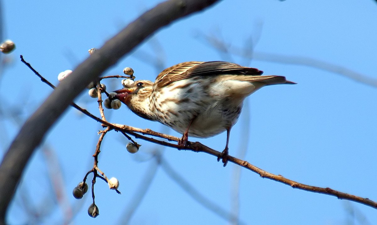 Lifer!
Tree was full of house finches but when I looked closer, one was different
Female Purple Finch (Haemorhous purpureus)
Chinese Tallow tree (Triadica sebifera)
kapturedbykala.com/Birds/i-gF99nPM
#NaturePhotography #birding #birdphotography #lifer #RareBirdSighting #PurpleFinch #birds