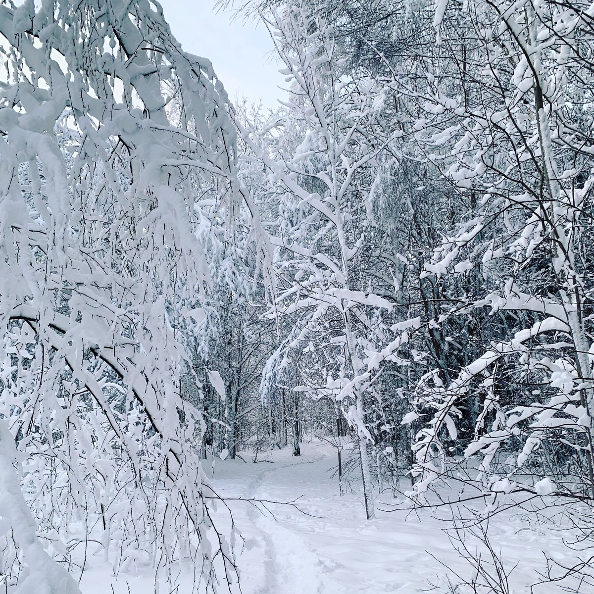 tiihe's tweet photo. #Winter wonderland ❄️🇫🇮 Snow, too much #snow https://t.co/kjEkeLDIZ4