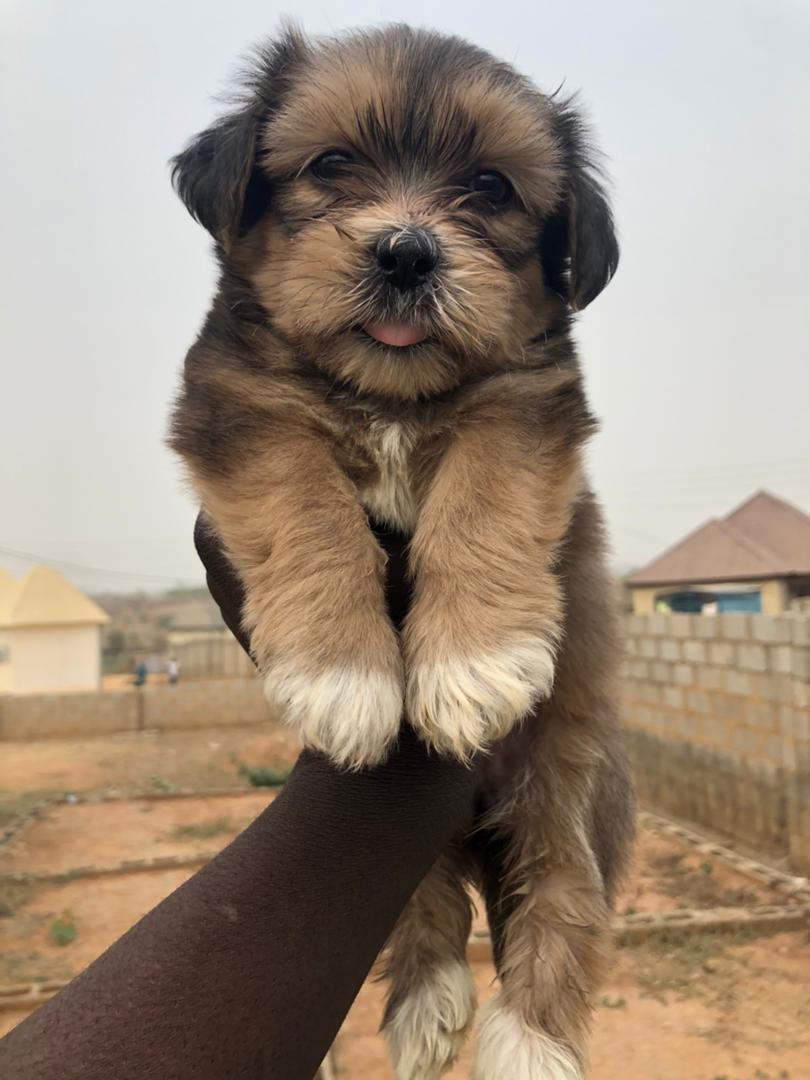 Polo Dogs tweet media