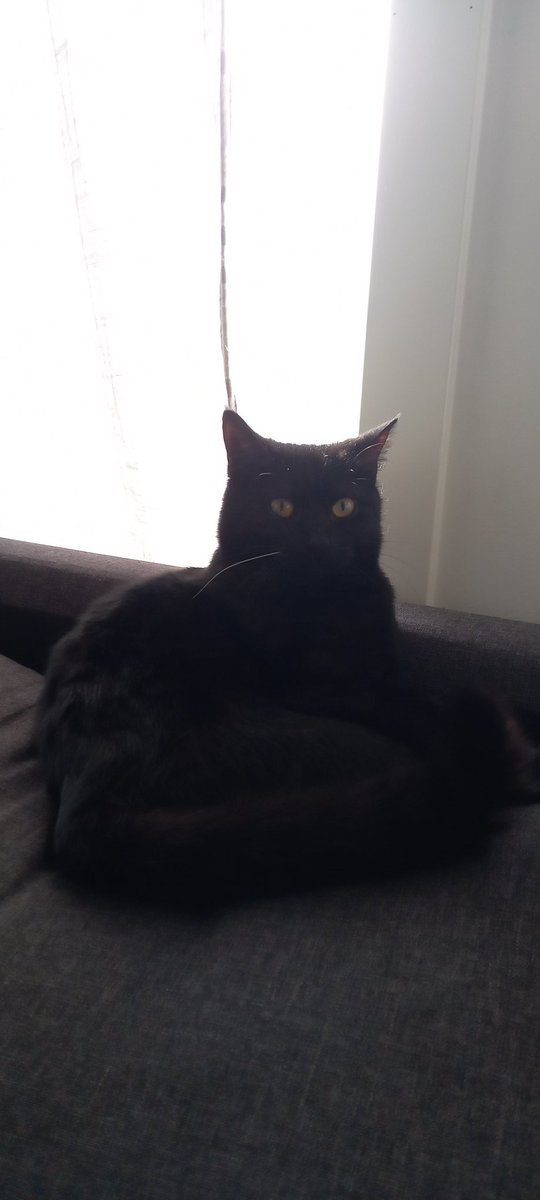 Alicethecoolcat's tweet photo. Sorry I haven't posted in a while https://t.co/VcV69DgAOg