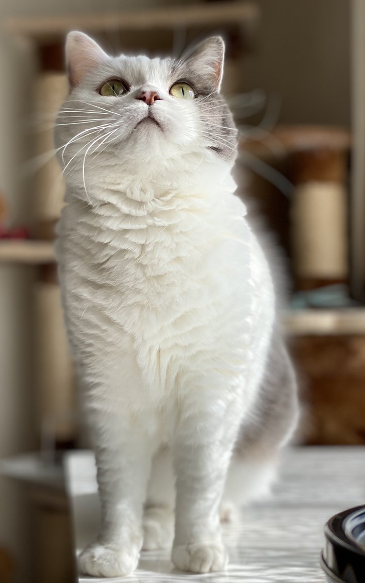 BABY_20150918's tweet photo. ＼2022年2月22日…22時22分／
スーパー猫の日スーパー猫タイム🐱❣️
素晴らしい日に感謝です^ ̳.  ̫ . ̳^
お気に入りの1枚⸜🙌🏻⸝‍
#ねこの日  #にゃんにゃんにゃんの日 https://t.co/JjTGsyomF0