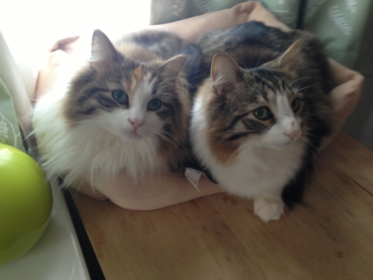 猫みつを tweet media