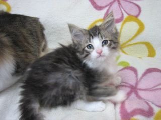 猫みつを tweet media