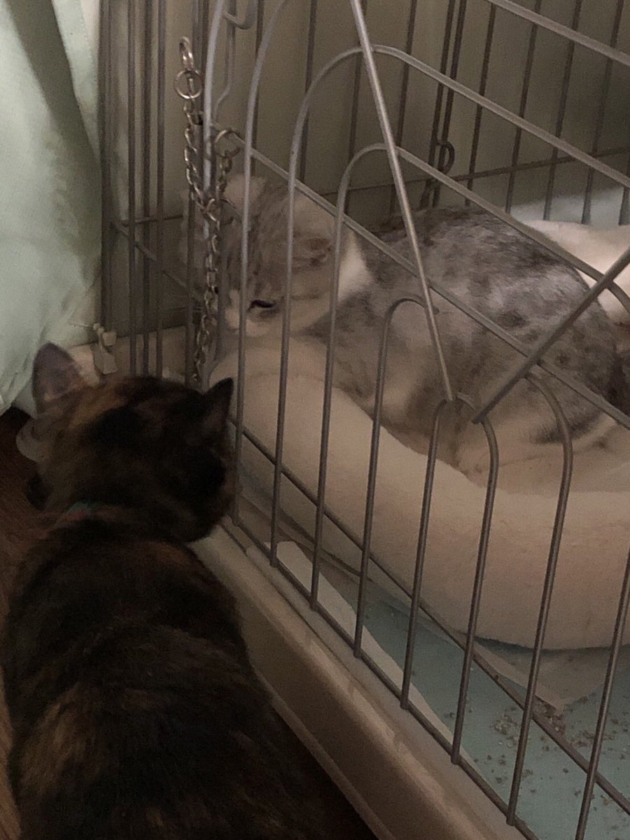#猫の日 
#猫
#2022年2月22日 
#2022年2月22日22時22分
我が家の3名さま