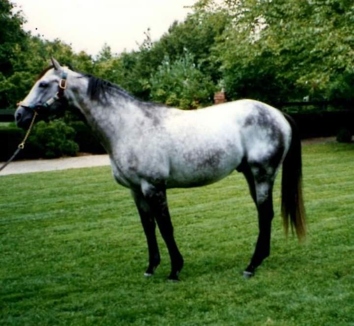 HOLY BULL (GREAT ABOVE) #HolyBull 1994 champion 3 year old colt and horse of the year. Sired 48 sw stood at @DarleyAmerica