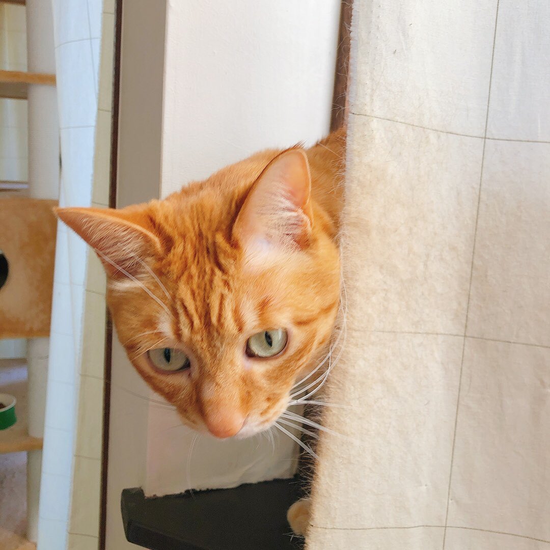 hiro_cos's tweet photo. スーパー猫の日だと聞きました。猫です。 https://t.co/lGuoWmTuHa